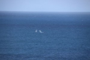 more whales
